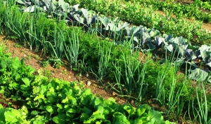 Борьба за урожай: как избежать вредителей на грядках с капустой