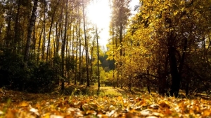 Погода в Беларуси 12 ноября: дожди, оранжевый уровень опасности из-за тумана и до +9 °С