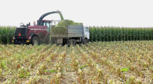 В Минской области — хороший урожай кукурузы и сахарной свеклы