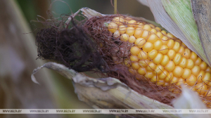 В Минской области убрали более 65% площадей кукурузы