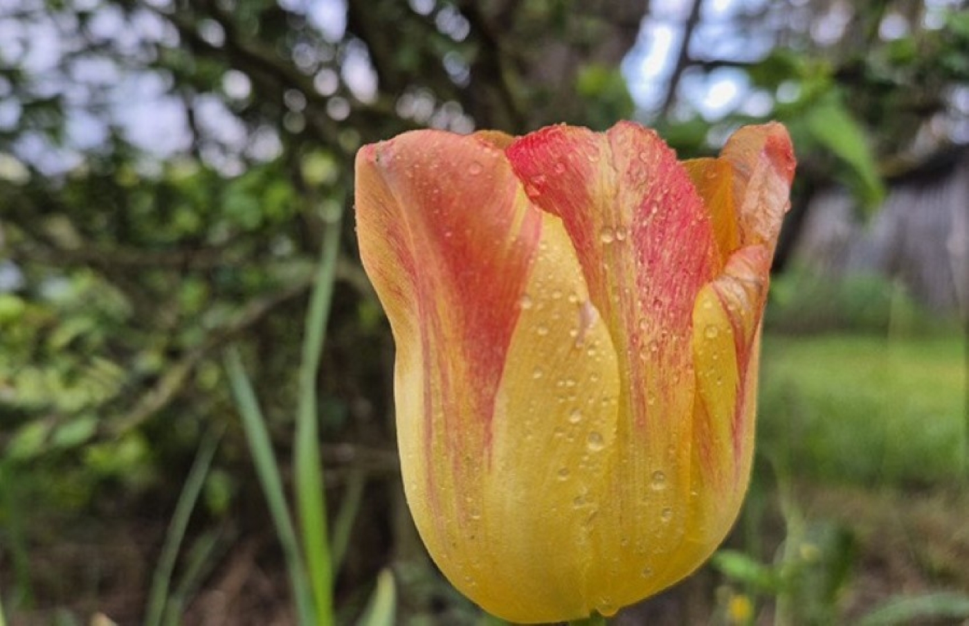 До +27°С ожидается сегодня в Беларуси