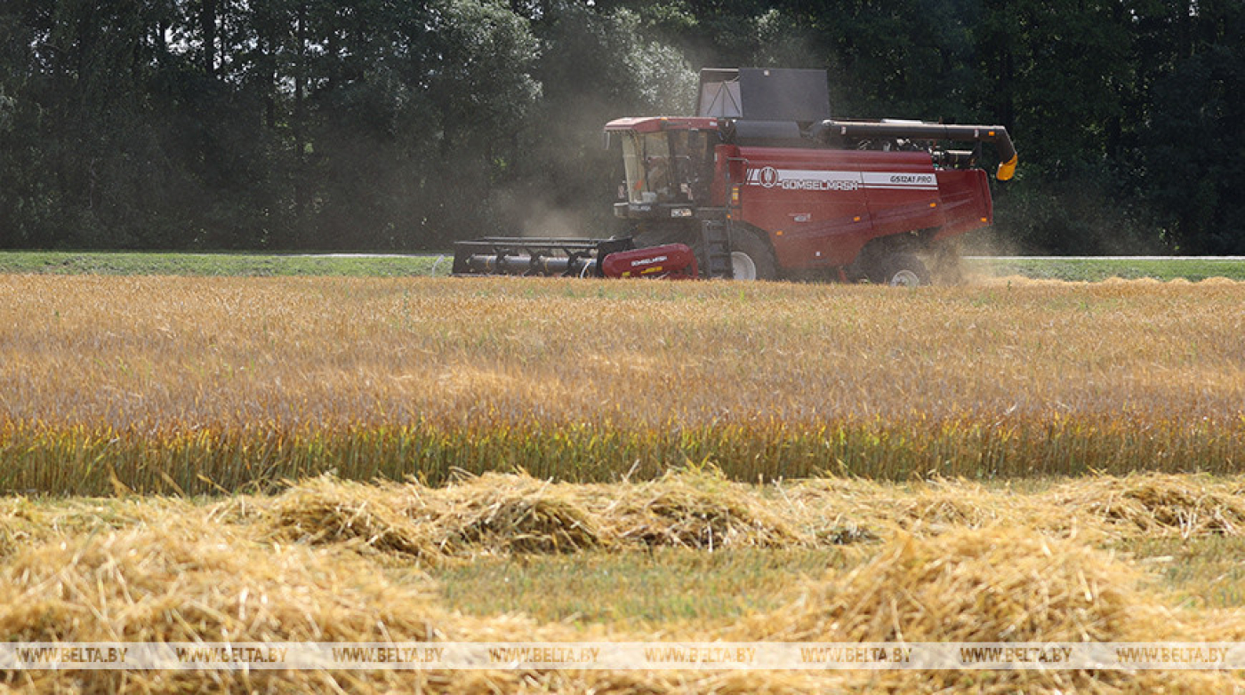 Белорусские аграрии убрали почти 30% зерновых