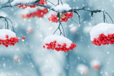 Погода 7 февраля: преимущественно без осадков, слабый туман и от -8 °С до +2 °С