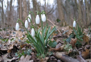 Не рвите подснежники!