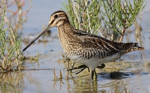 Открылась охота на бекаса. Как отличить его от краснокнижного дупеля?