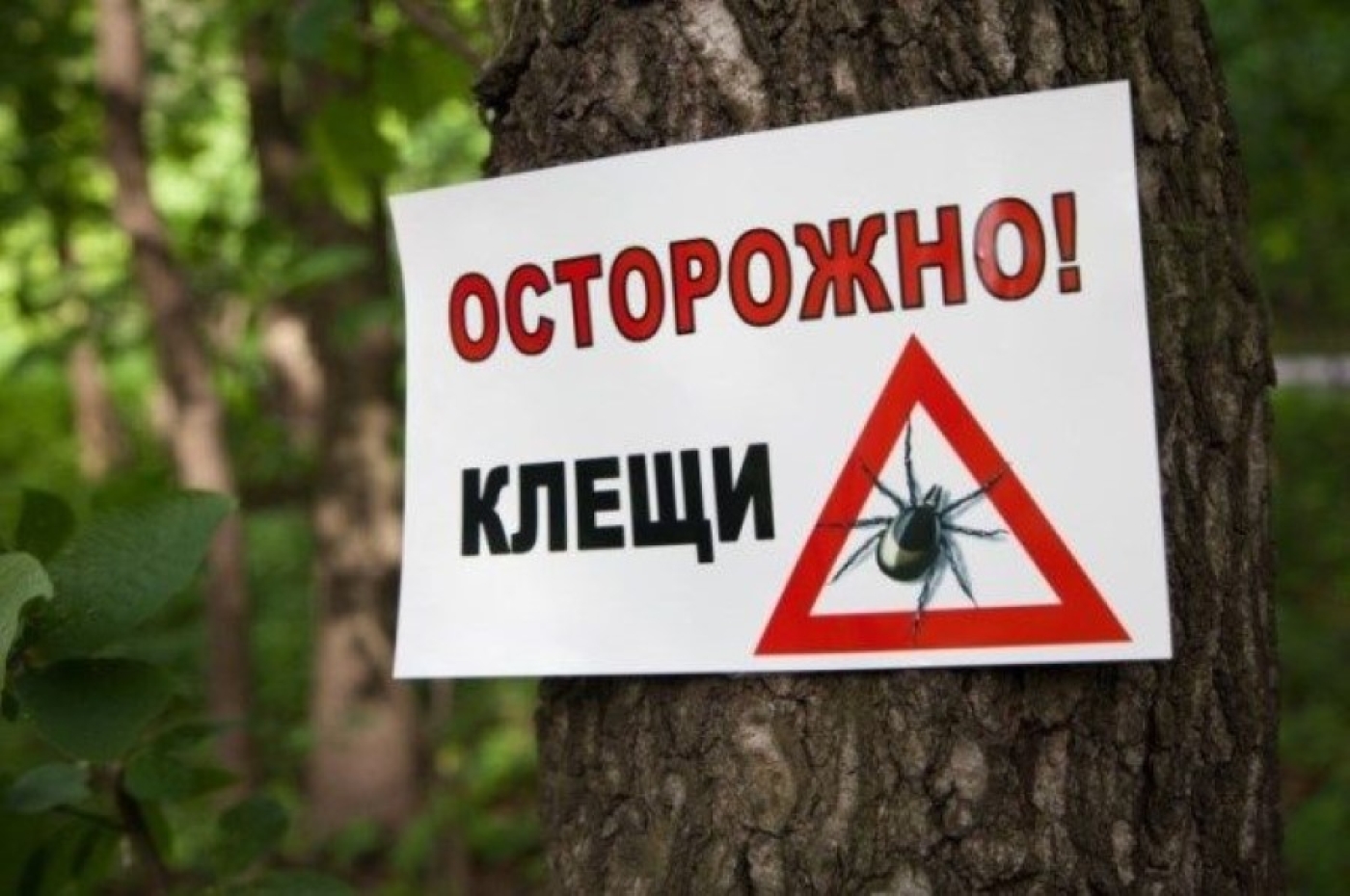 Иксодовые клещи активизировались в Беларуси. В каких областях есть пострадавшие