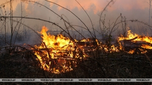 Два лесных пожара оперативно потушены в Беларуси в выходные