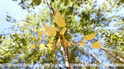 Облачно и до +19°С будет в Беларуси 10 сентября