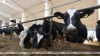 Двое работников предприятия АПК в Ляховичском районе скрыли падеж 23 голов скота