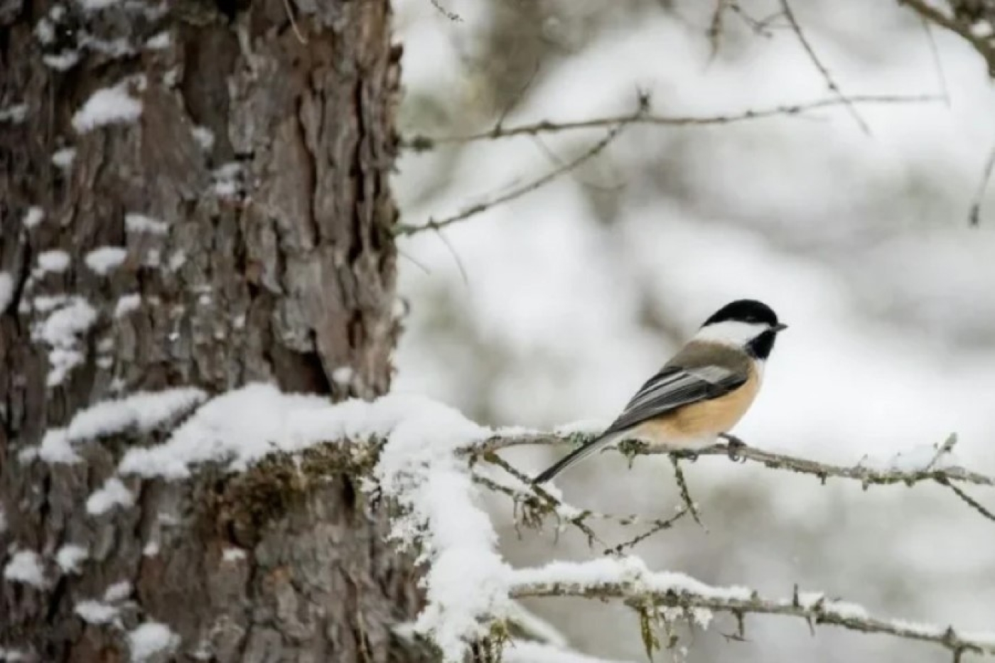 Погода в Беларуси в выходные: переменная облачность и по западу до +14 °С
