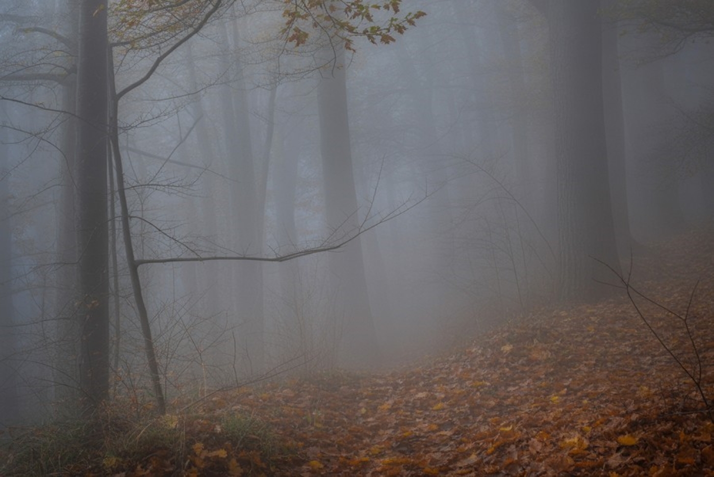 Не по-декабрьски тепло, дождливо и туманно. Погода 6-8 декабря