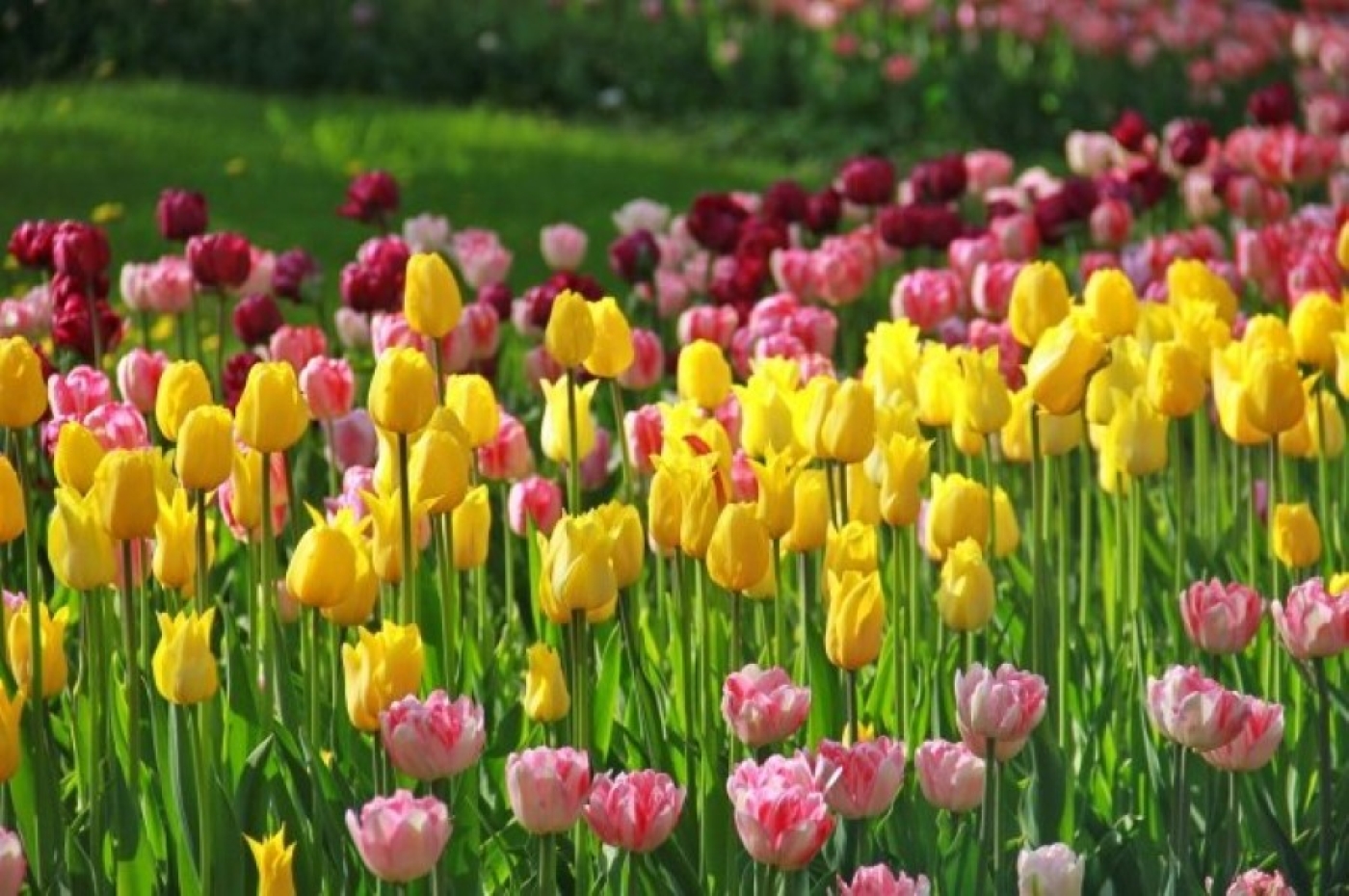 Погода в Беларуси 7 марта: без осадков, порывистый ветер до 18 м/с и от -1 °С до +18 °С