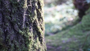 Ограничения на посещение лесов сохраняются во всех областях Беларуси