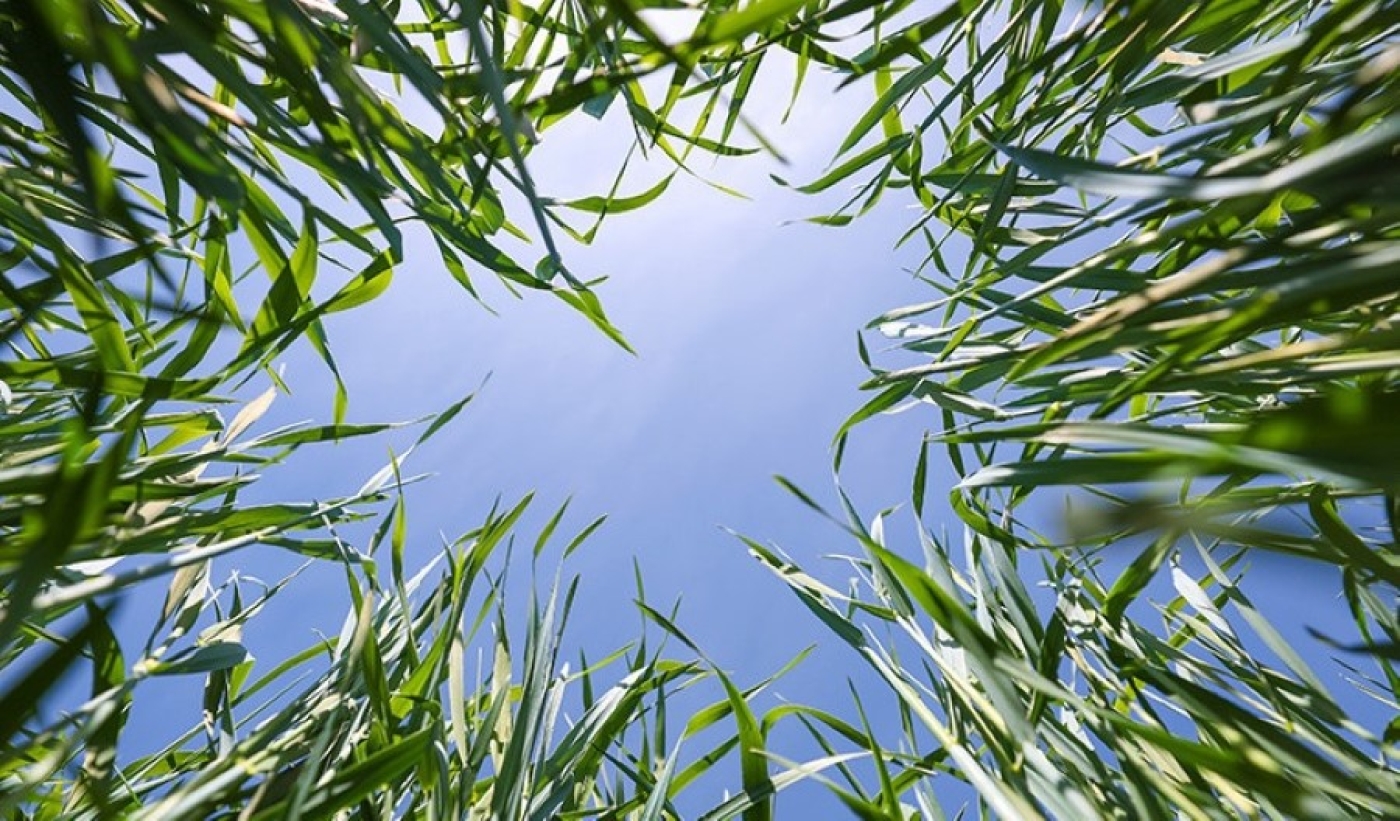 Как холодные май и июнь повлияли на состояние посевов, рассказал агрометеоролог