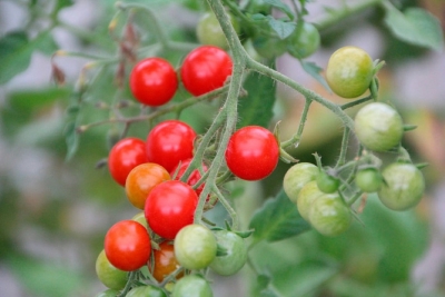Листья не будут скручиваться: огородник рассказал, чем удобрить томаты