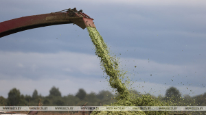 Минская область убирает кукурузу на силос: в лидерах Березинский район