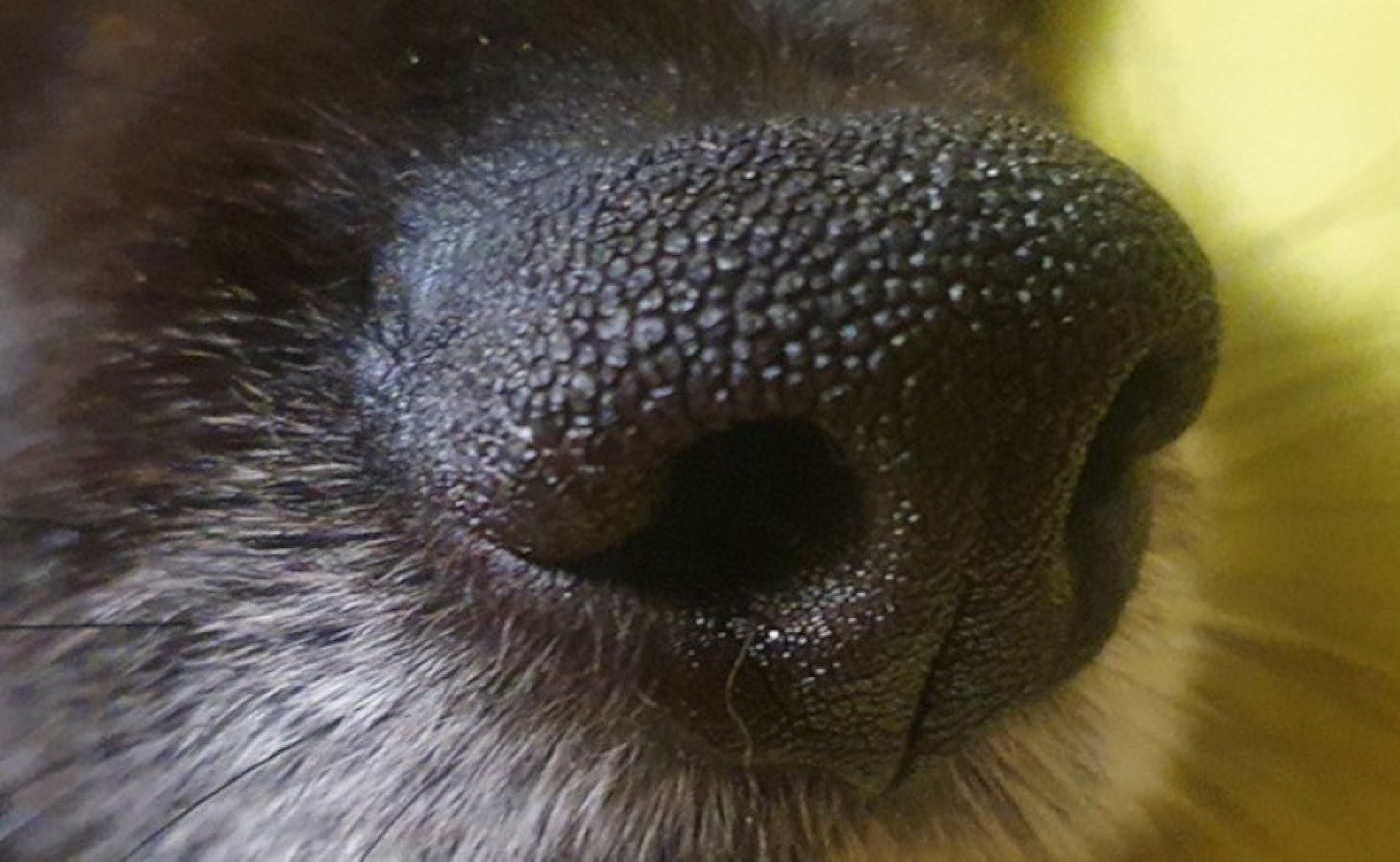 В Речицком районе зарегистрирован случай массового контакта с зараженной бешенством домашней собакой