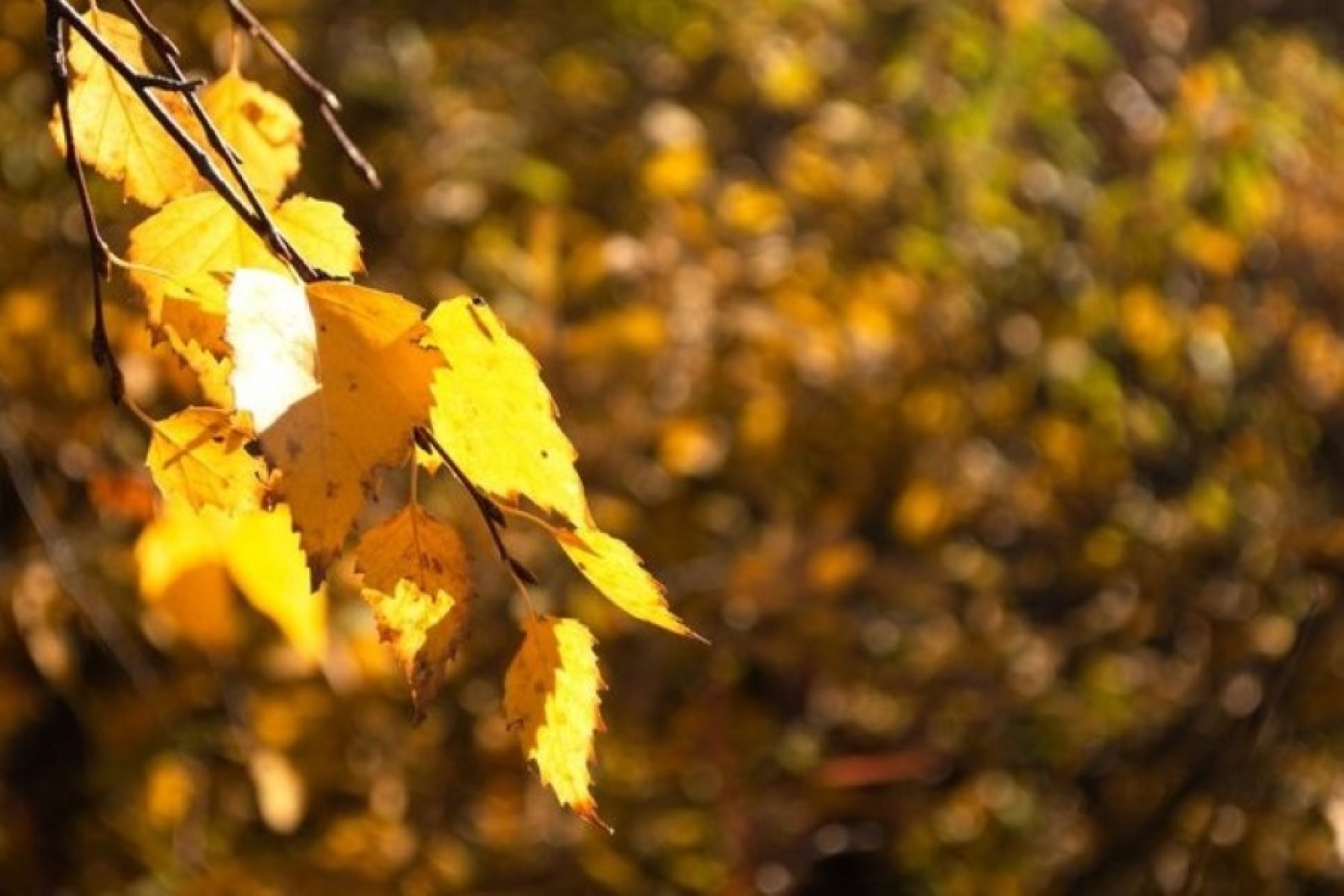 Погода в Беларуси 10 октября: дожди и от +3 °С до +15 °С