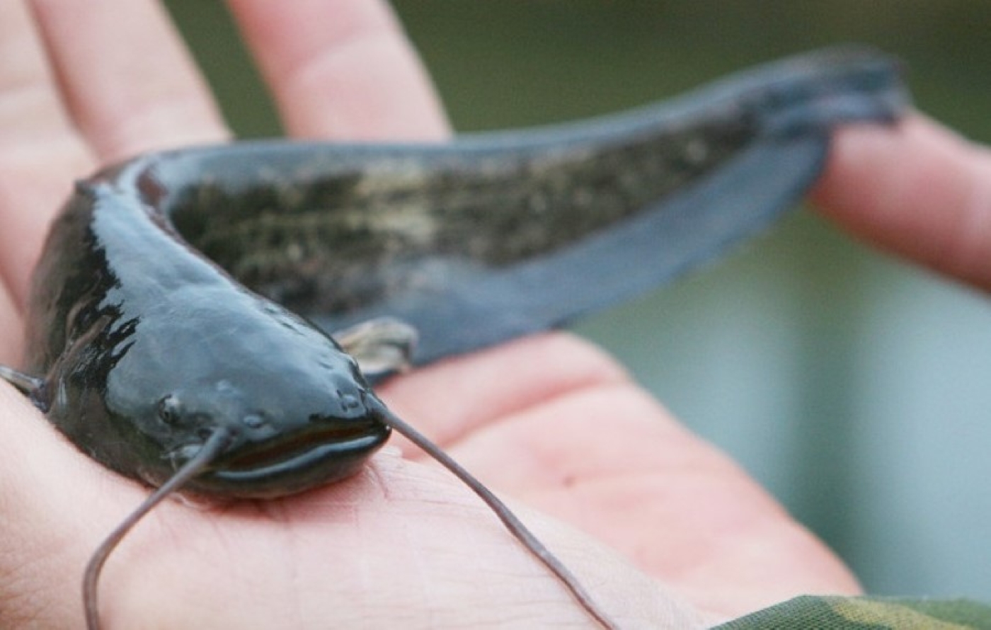 Запрет на лов сома и сига чудского вводится в Беларуси с 1 ноября