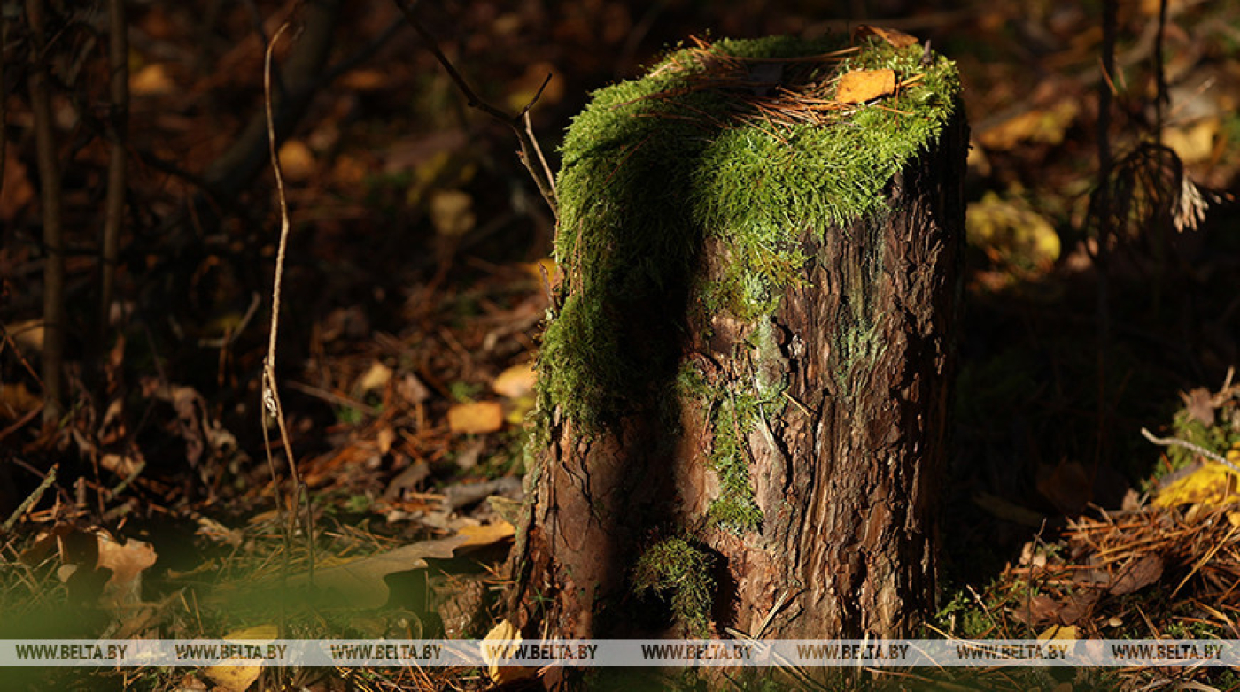 Запреты и ограничения на посещение лесов введены в 93 районах Беларуси