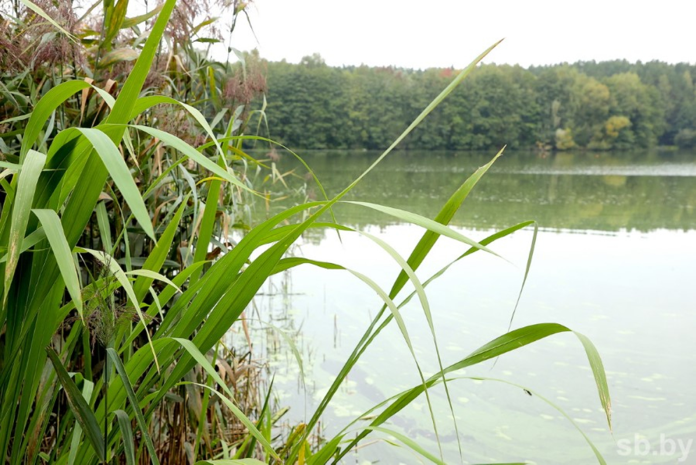 В Березине в Светлогорском районе обнаружили тела двух пропавших мужчин