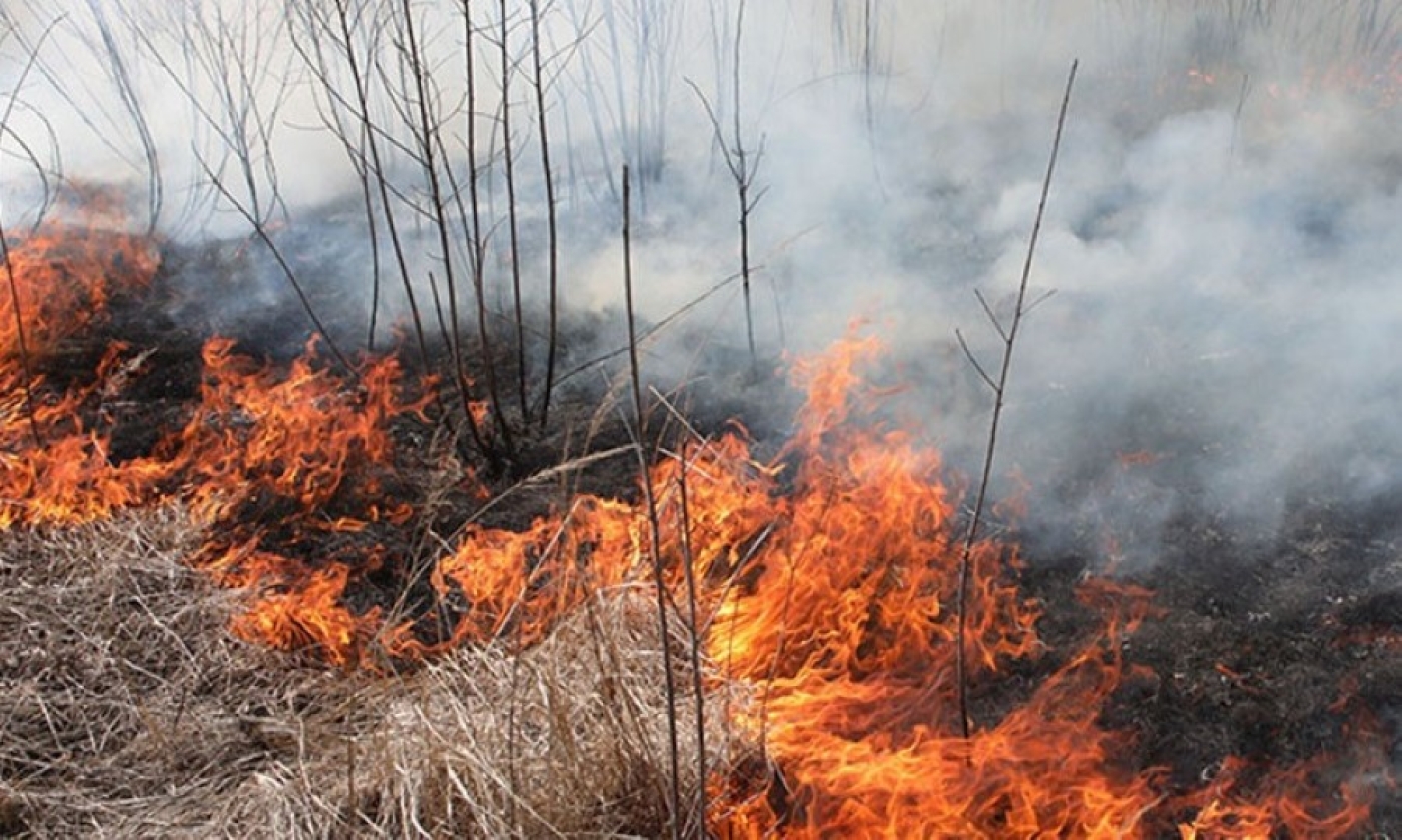 Какой штраф предусмотрен за выжигание сухой растительности, рассказали в Минприроды