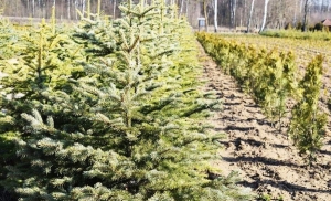 Более 370 млн саженцев вырастили в питомниках Беларуси в прошлом году