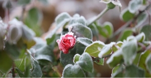 Зима идет в Беларусь. Синоптики рассказали о погоде на 13-15 ноября