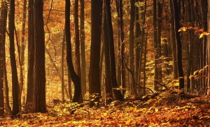 Погода в Беларуси 23 октября: местами дожди, слабый туман, порывистый ветер и от +1 °С до +17 °С