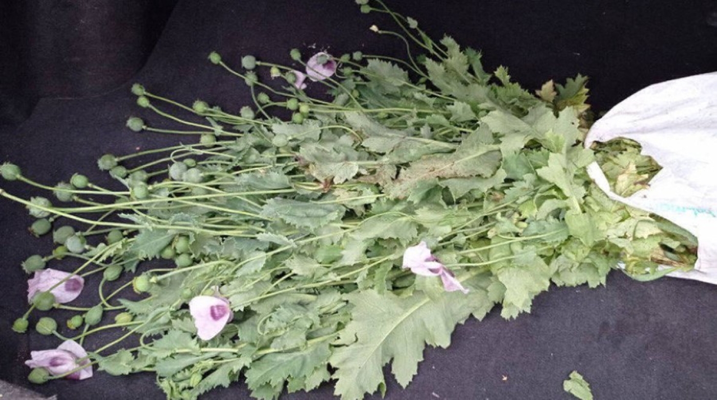 У жителя Борисовского района изъято 28 килограмм мака