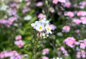 Погода в Беларуси 7 августа: местами кратковременные дожди, грозы и до +25 °С