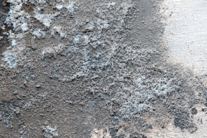 Плесень исчезает сама: всего одна вещь в погребе творит чудеса