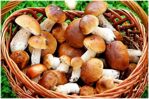 МЧС: к походу в лес за грибами необходимо подготовиться