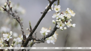 Ночные заморозки ожидаются местами в Беларуси 28 апреля