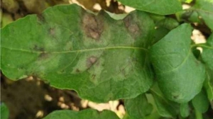 Минсельхозпрод подготовил рекомендации по защите картофеля от фитофтороза