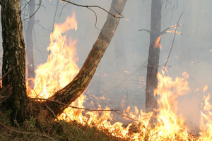 В Беларуси с начала недели гослесохрана ликвидировала 24 лесных пожара