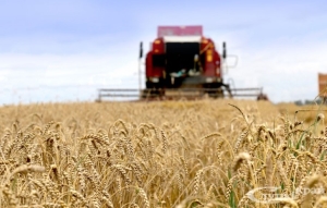 Не допускать простоев комбайнов и загрузить зерносушилки - такие требования стоят перед аграриями Минской области