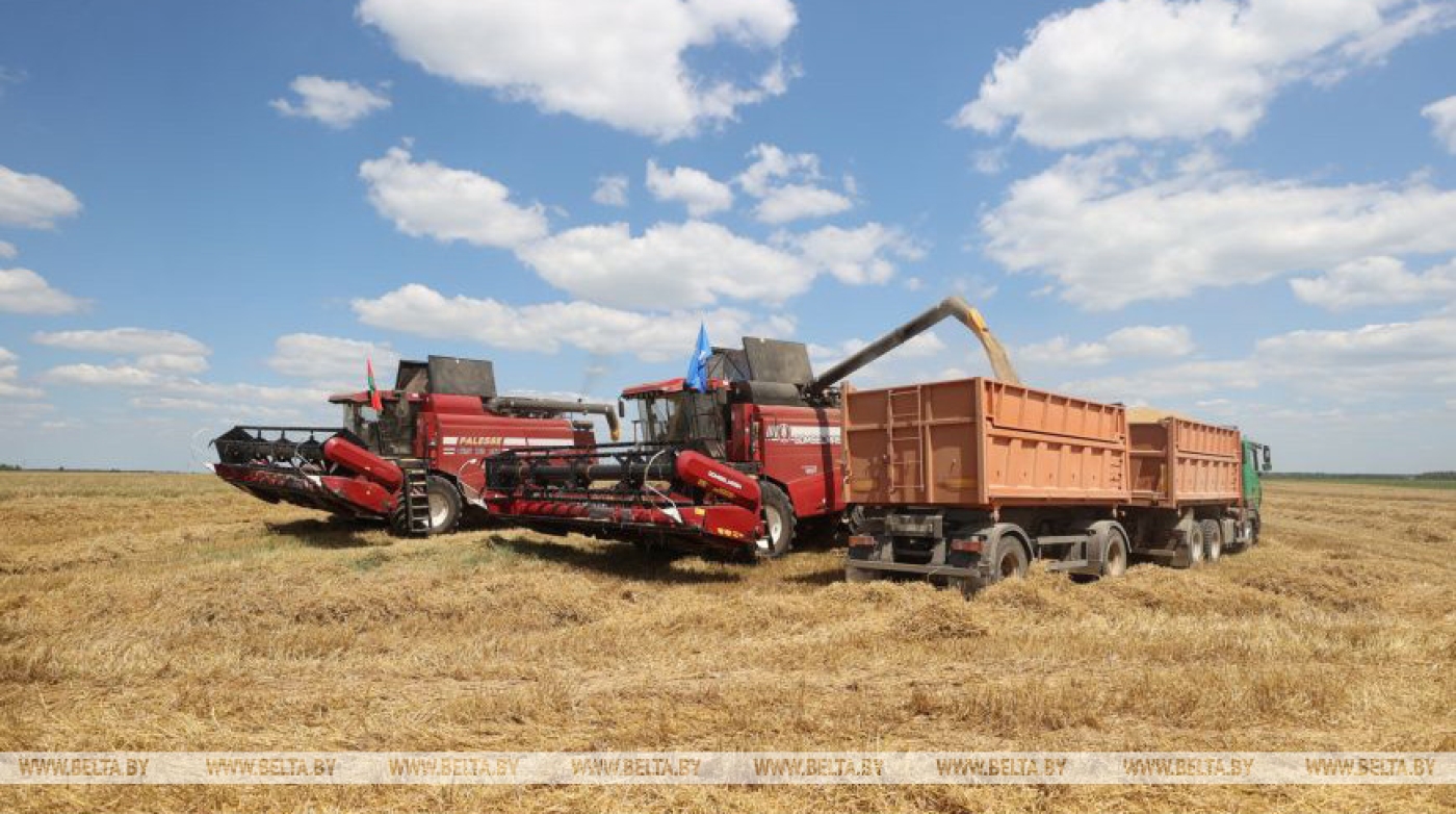 В Беларуси установилась жара: как ее переносят сельхозкультуры