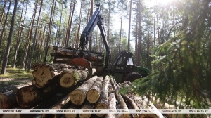 Cколько древесины можно купить по льготной цене, чтобы построить дом