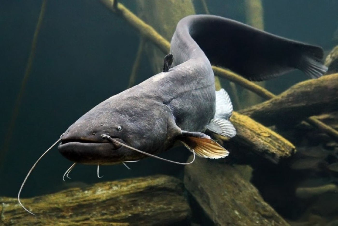 Щука и сом под запретом