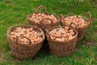 Готовим удобрение из старой картошки – берите на заметку