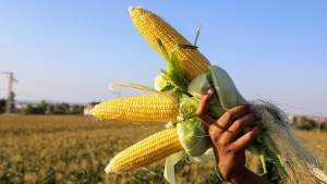 В Беларуси убрано две трети кукурузы на зерно
