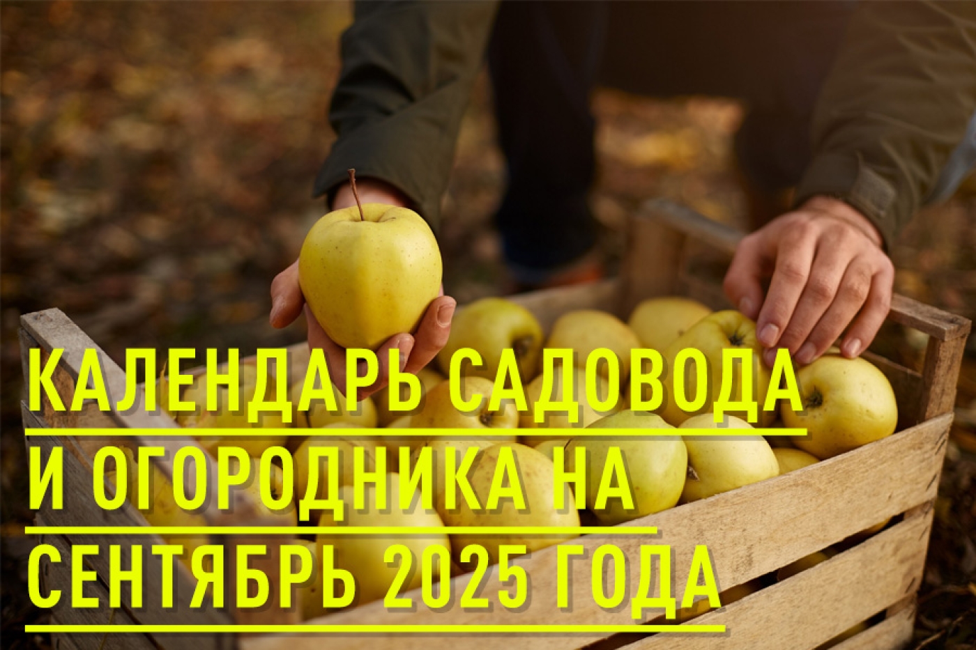 Календарь садовода и огородника на сентябрь 2025 года