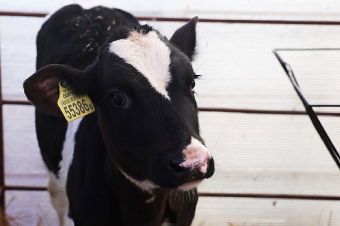 В Беларуси в этом году планируется переместить 71 тыс. телят в современные профилактории
