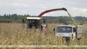 Аграрии Минской области завершили уборку кукурузы на силос