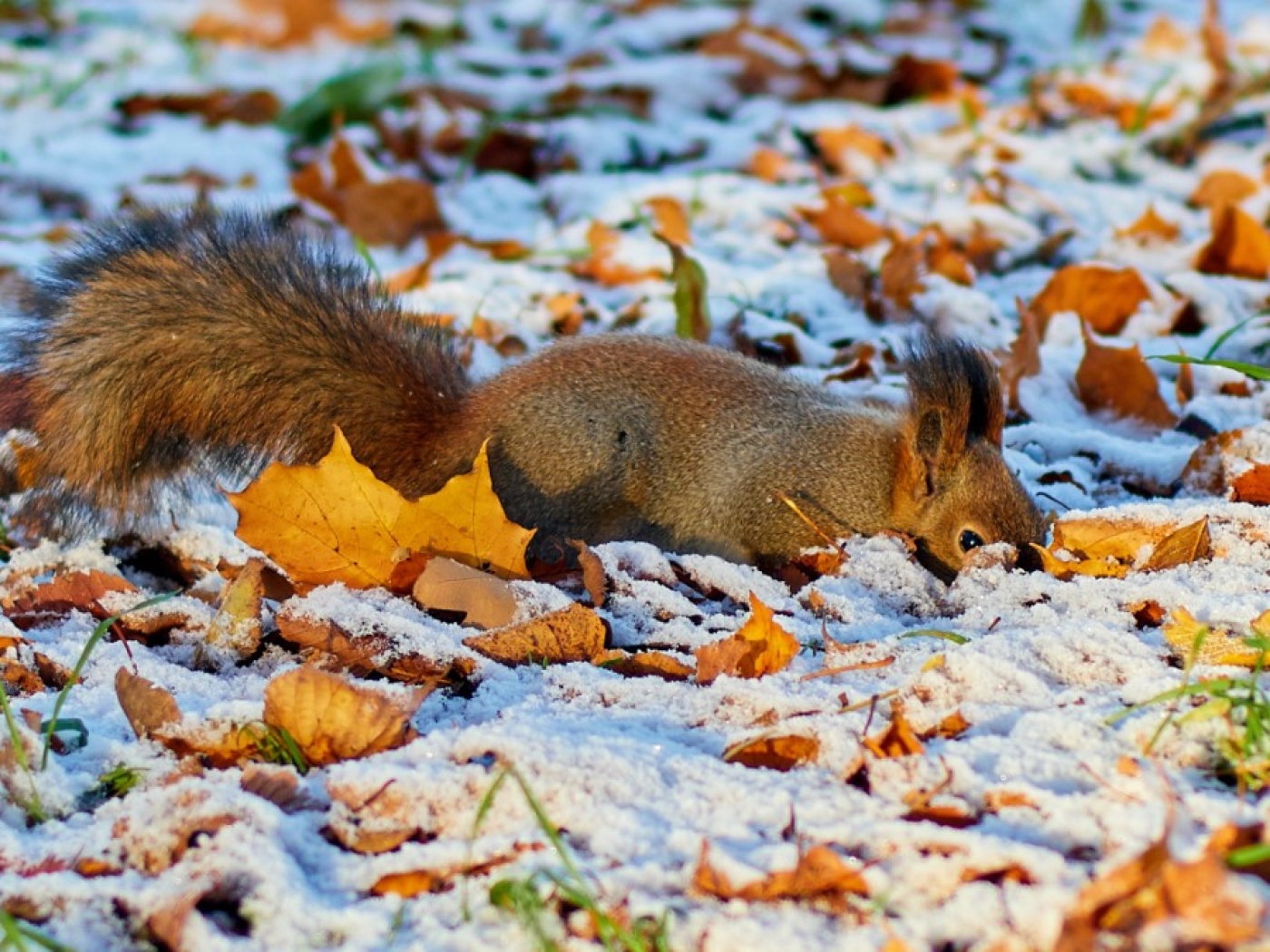 Погода 12 декабря: кратковременный снег, гололедица и от -7 °С до +1 °С