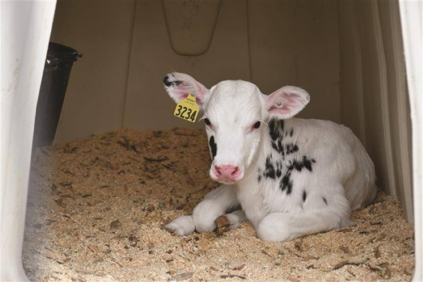 Содержанием крупного рогатого скота в зимне-стойловый период на контроле КГК