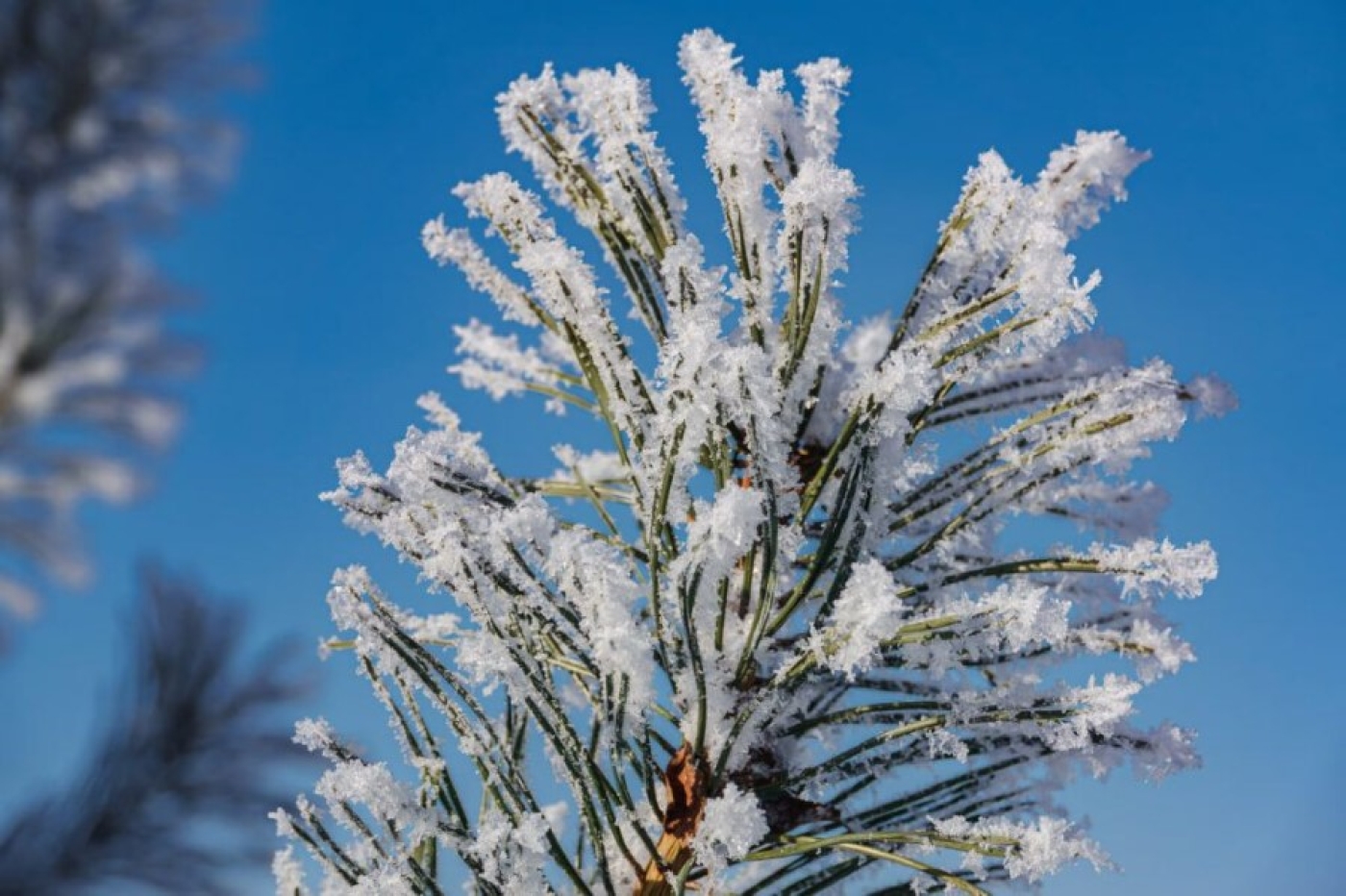 Погода в Беларуси 30 января: оранжевый уровень опасности из-за гололедицы, порывы ветра и от –6 °С до –22 °С